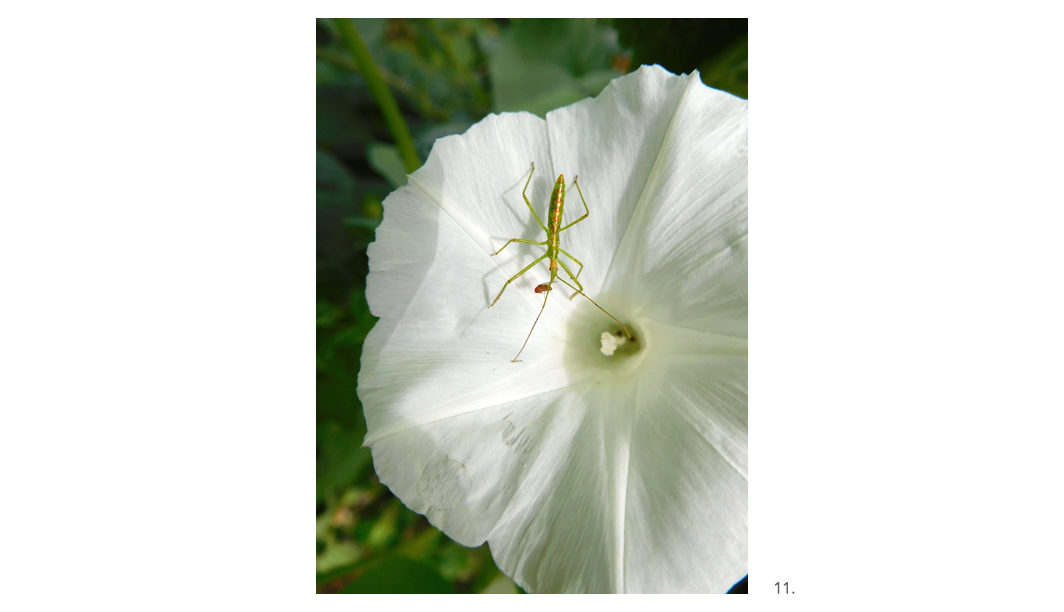 011 Morning Glory w Insect