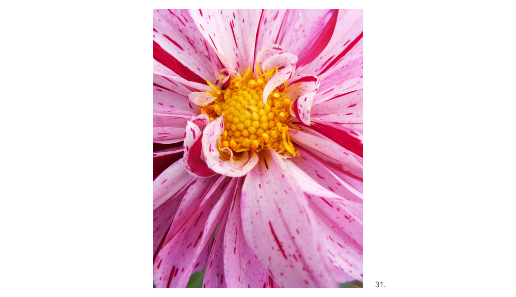 031 Pink & red Dahlia