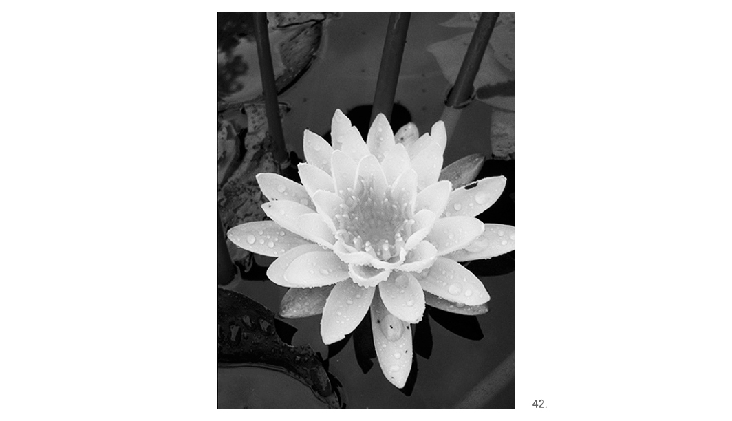 042 Water Lily BW