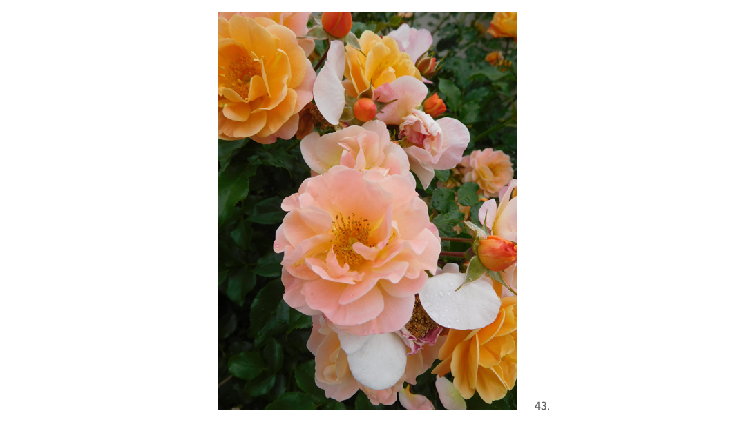 043 Peach Roses 3