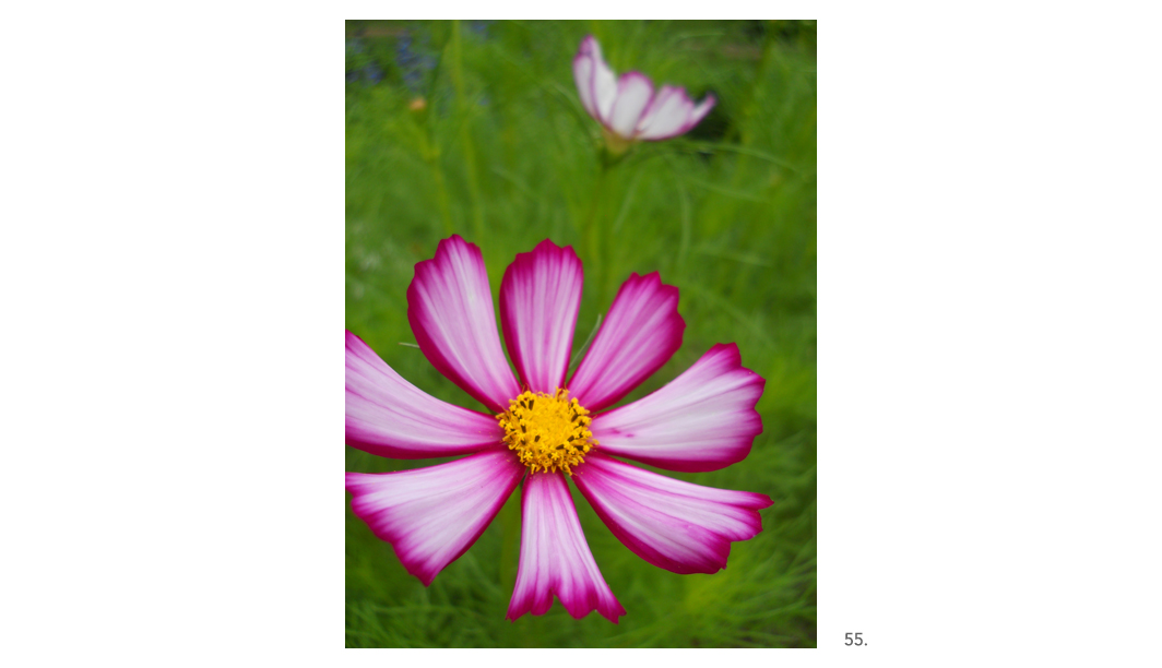 055 Pink Cosmos