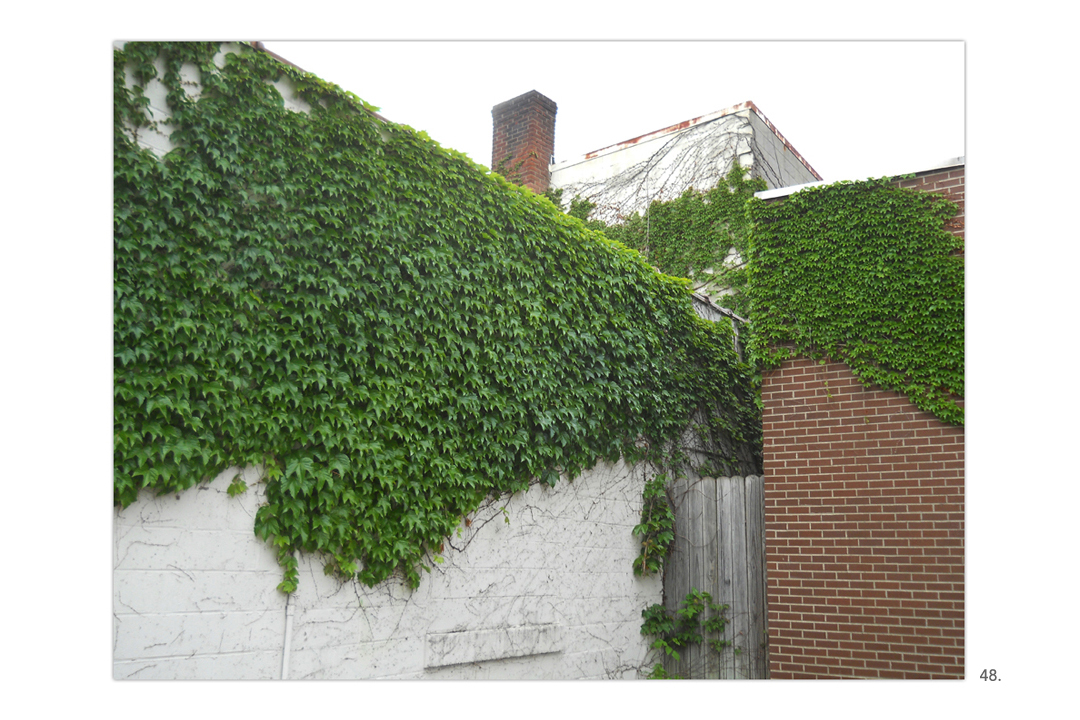 Ivy On White & Brick Walls